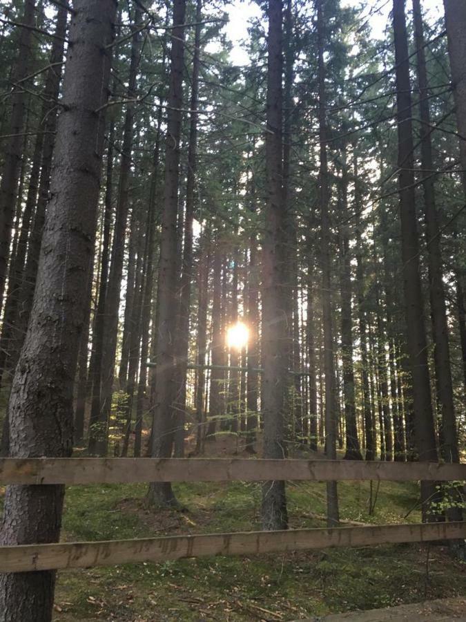 Cîmpu lui Neag Forest Vibes Spa מראה חיצוני תמונה